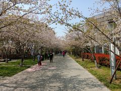 -高东镇樱花园