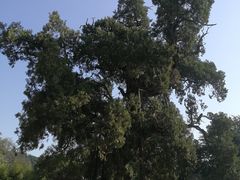 -黄帝陵