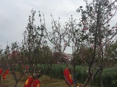 -天适樱花悠乐园