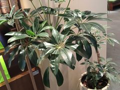 -奈雪的茶(亨特国际广场店)