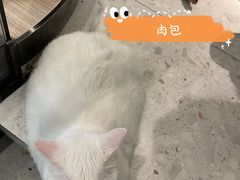 -飞行喵MR PILOT|猫舍·猫咖(静安大融城店)