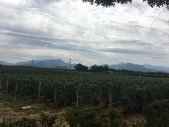 -北京张裕爱斐堡酒庄