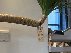 -猫里有甜