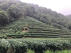 -龙井壹号·茶缘山景宴(龙井村店)