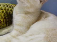 -喵的天空名猫咖啡馆·撸猫·猫舍·用品