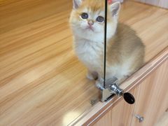 -猫十亿·布偶金渐层·曼基康矮脚猫舍(青年路店)