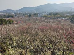 -香雪海