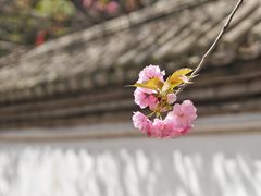 -西安青龙寺遗址景区
