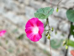 -高荡千年布依古寨旅游景区