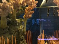 -暹罗海洋世界