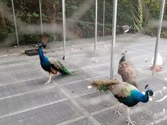 -福建鲤鱼洲酒店