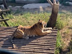 -大连森林动物园