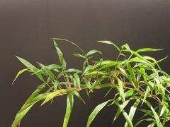 -蘇锦宴·淮扬菜烤鸭·小院(三元桥霄云路店)