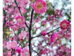 -苏州上方山国家森林公园