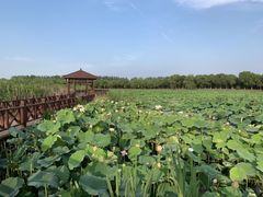 -荷塘月色湿地公园·向阳花洲