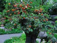 -成都杜甫草堂博物馆