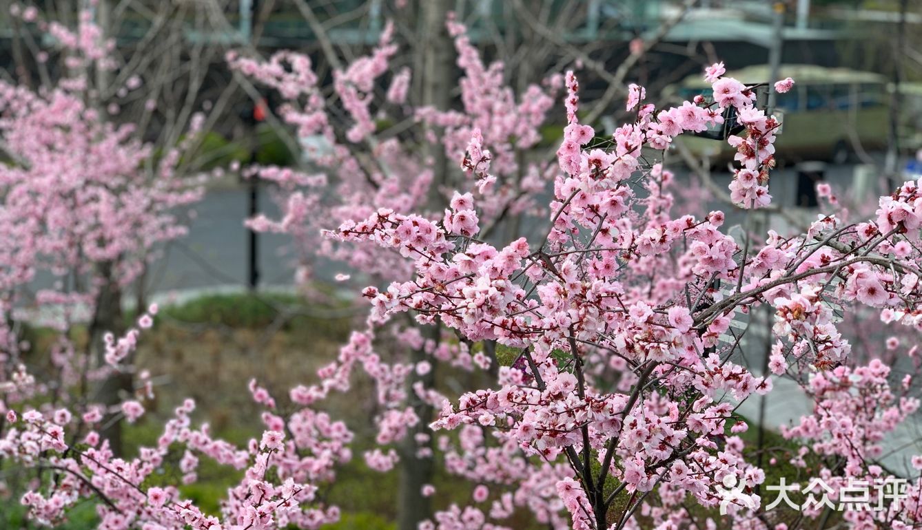 百花齐放