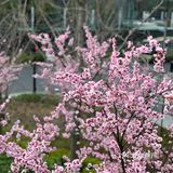 百花齐放