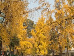 -四川大学(望江校区)