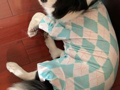 -乐琪宠物医院·犬猫专科·骨外科·急重症