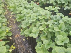 -大自然农场蔬菜草莓采摘园