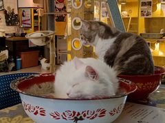 -平行世界·猫咖(首经贸店)