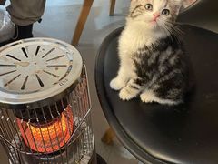 -喵zoo家庭繁育猫舍(尖东智能花园店)