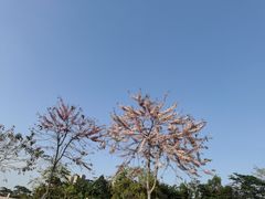 -白石龙音乐公园