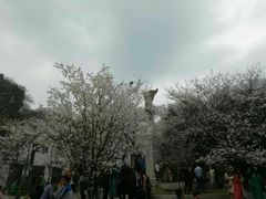 -武汉大学-樱园