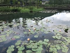 -广州市石门国家森林公园