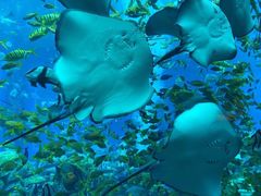 -亚特兰蒂斯•OSSIANO奥西亚诺海底餐厅
