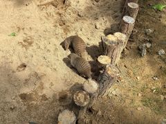-合肥野生动物园