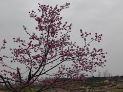 -武汉紫薇都市田园