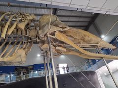 -上海海洋大学鱼文化博物馆(军工路校区)