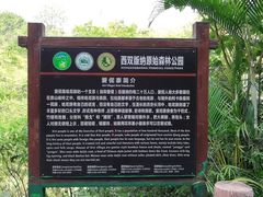 -西双版纳原始森林公园