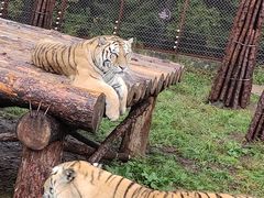 -横道河子东北虎林园