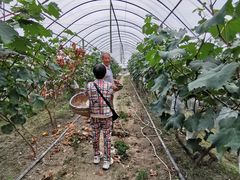 -马陆小张葡萄园农家乐