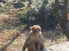 -黔灵山公园