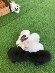 -萌宠亲子动物乐园(槐房万达店)