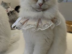 -怪兽屋·羊驼·猫咖·狗咖(俊华广场店)