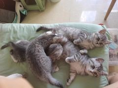 -瑞派福兴宠物医院犬猫全科·骨科·中西医结合(河东店)