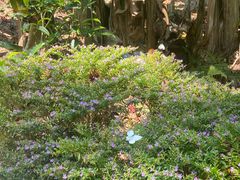 -野象谷景区