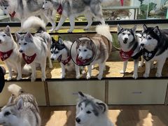 -Husky Go! 哈士奇体验馆·宠物咖啡厅狗咖