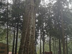-阿里山神木遗迹