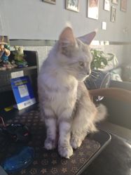 -V一刺青·纹身   穿孔    清洗