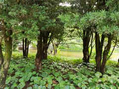 -江心屿景区