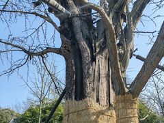 -上海佘山国家森林公园天马山园