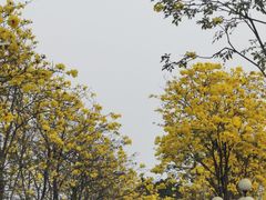 -洲头咀公园