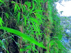 -七仙岭温泉国家森林公园