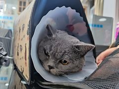 -天使宠物医院·犬猫分诊(彩虹店)